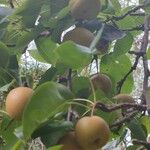 Pyrus pyrifolia Fruit