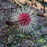 Hakea laurina Λουλούδι