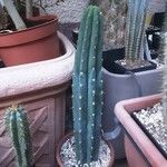 Echinopsis lageniformis Hoja