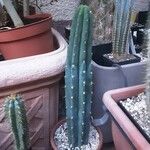 Echinopsis lageniformis Fulla