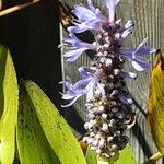 Pontederia cordata Fula