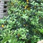 Osmanthus delavayi Levél