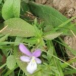 Viola bubanii Foglia