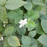 Rubus caesius ശീലം