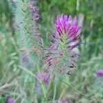 Trifolium purpureum Квітка
