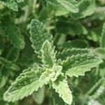 Nepeta nepetella पत्ता