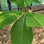 Genipa americana Лист