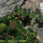 Medicago rigidula Mosusu