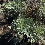 Artemisia thuscula Leaf