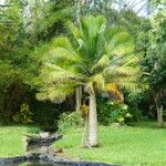 Ravenea rivularis Lapas