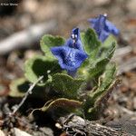 Scutellaria tuberosa Агульны выгляд