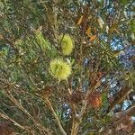 Eucalyptus lehmannii Flower