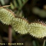 Hedysarum spinosissimum Frucht