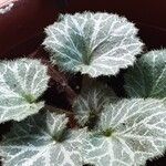 Saxifraga stolonifera 葉