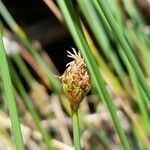 Carex aphylla Květ