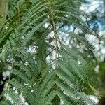 Anadenanthera colubrina List
