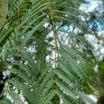 Anadenanthera colubrina ഇല