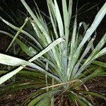 Yucca rupicola Хабит