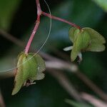 Begonia hirtella Vrucht