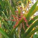 Cordyline australisFruit