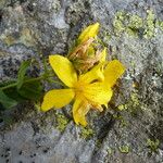 Hypericum richeri Flower