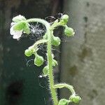 Saxifraga stolonifera Λουλούδι