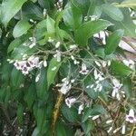 Paederia foetida Flower