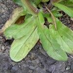 Valeriana locusta Hoja