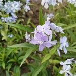 Phlox divaricata Floare