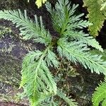 Selaginella flabellata Yaprak