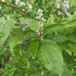 Deutzia scabra Кветка