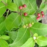 Rauvolfia tetraphylla Fruit