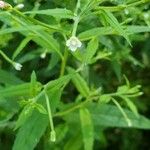 Epilobium coloratum Цвят