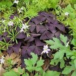 Oxalis triangularis 葉