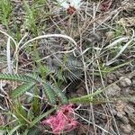 Calliandra humilis Blüte
