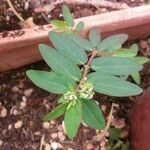 Euphorbia hypericifoliaFlower