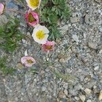 Ranunculus glacialis Fula