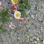 Ranunculus glacialis Flower