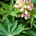 Lupinus polyphyllus Feuille