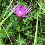 Cirsium acaule Blüte