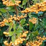 Pyracantha crenulata Плід