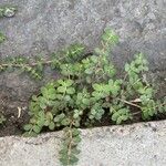 Euphorbia prostrata Blad