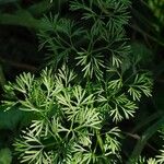 Cyclospermum leptophyllum Blatt