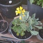 Brassica rapa फूल