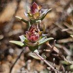 Thymus camphoratus Flower