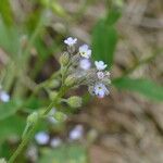 Myosotis arvensisBlomma