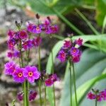 Primula poissonii Çiçek