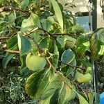 Diospyros virginiana Fruto