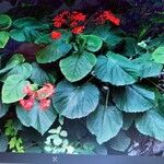 Clerodendrum speciosissimumКвітка