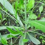 Pilosella cymosa Leaf